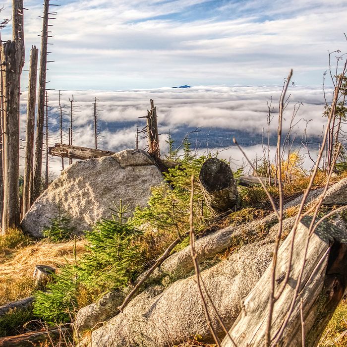Bürgerstiftung Landkreis Freyung-Grafenau - 