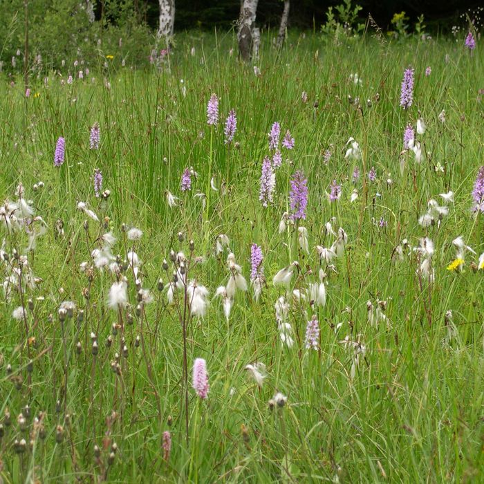 Förderwesen - Vertragsnaturschutz - Landschaftspflege und Naturparkrichtlinien