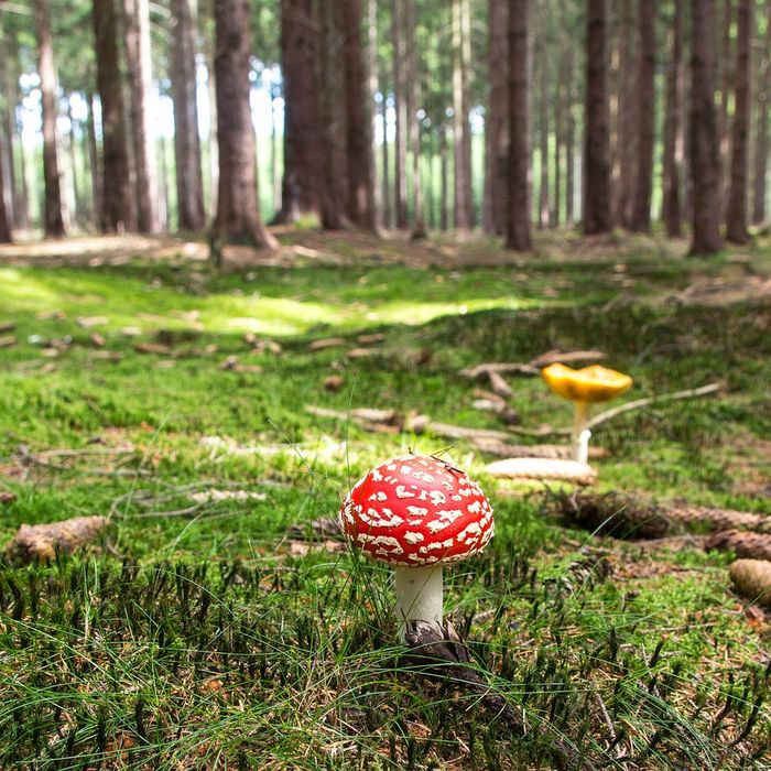 Land- und Forstwirtschaft - Abmarkung, Feldgeschworene, Forstschutz