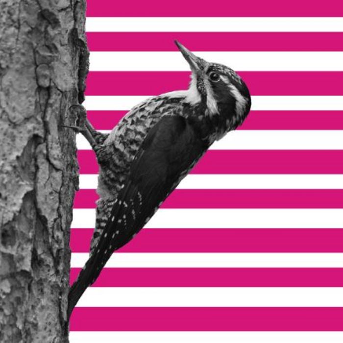 NaturVision Filmtage - 21. bis 23. Oktober im Hans-Eisenmann-Haus