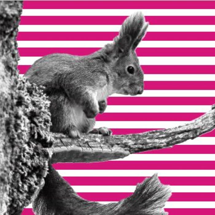 [Translate to Tschechisch:] NaturVision Filmtage - [Translate to Tschechisch:] vom 18. bis 20. Oktober im Hans-Eisenmann-Haus