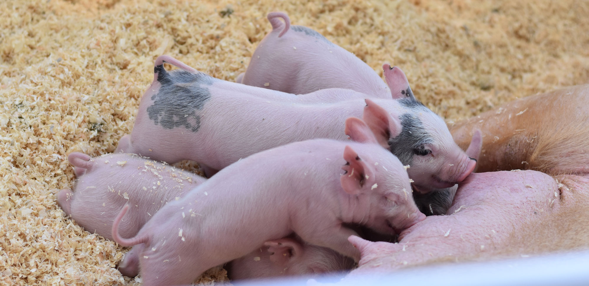 Tierschutz - und Tierseuchenbekämpfung