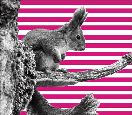 [Translate to Tschechisch:] NaturVision Filmtage - [Translate to Tschechisch:] vom 18. bis 20. Oktober im Hans-Eisenmann-Haus