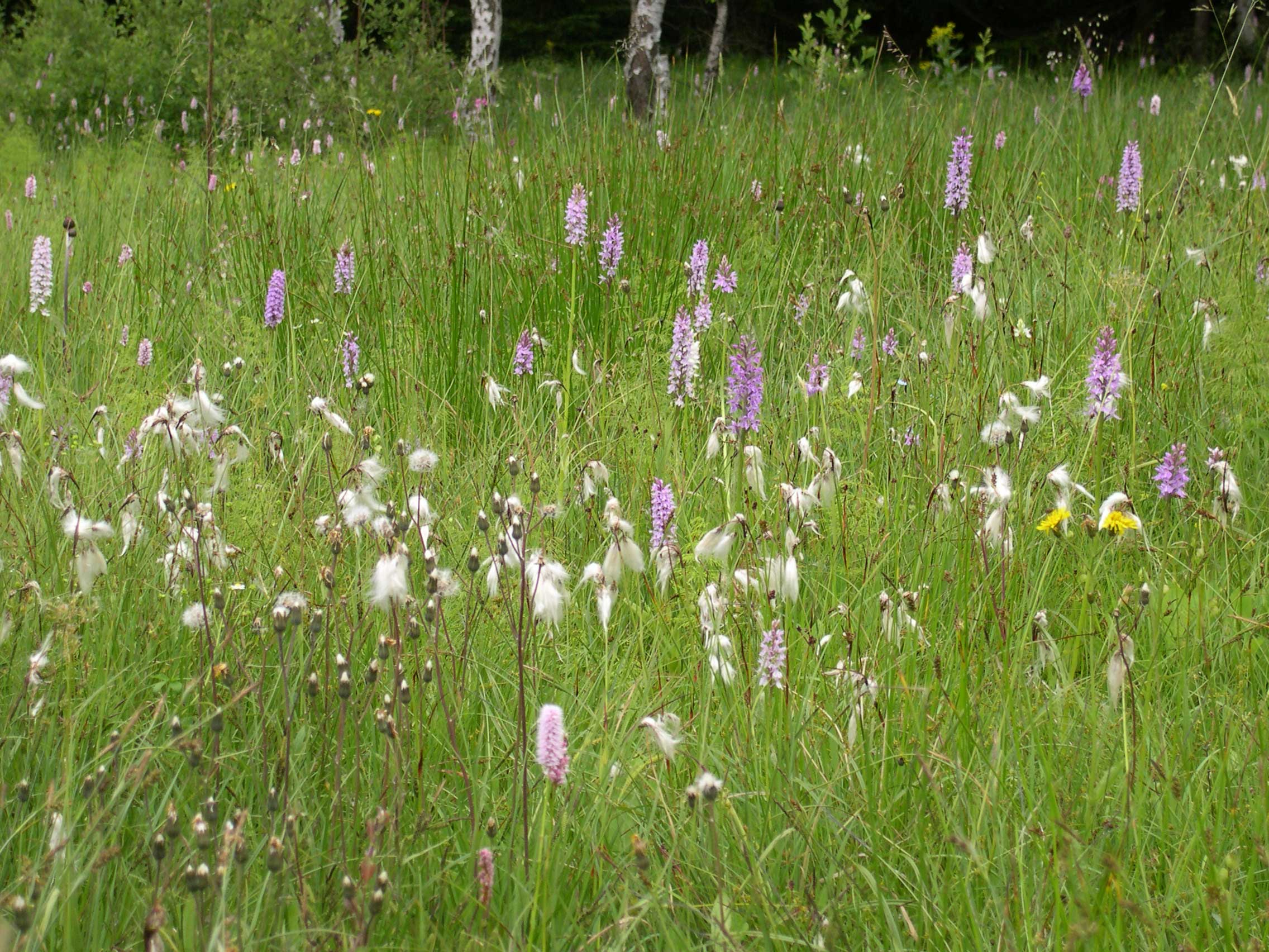 Förderwesen - Vertragsnaturschutz - Landschaftspflege und Naturparkrichtlinien